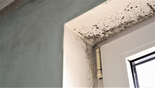 Best Forensic Mold Investigation  in Elizabeth Lake, CA