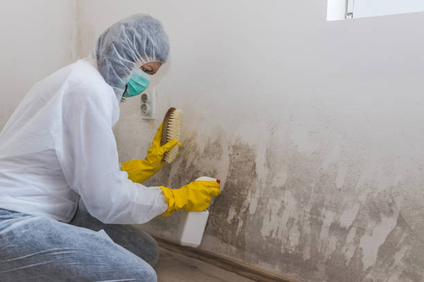 Best Basement Mold Removal  in Elizabeth Lake, CA