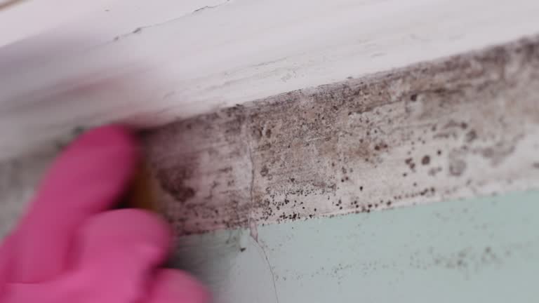 Best Comprehensive Air Testing for Mold Contaminants  in Elizabeth Lake, CA